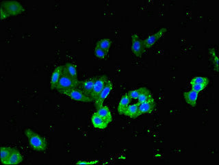 MYD88 Antibody