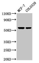 MYOC Antibody