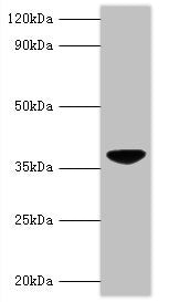 VP3 Antibody