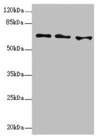 EYA3 Antibody