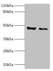 PLIN2 Antibody