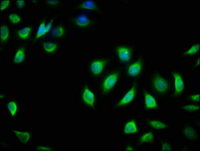 RIT2 Antibody