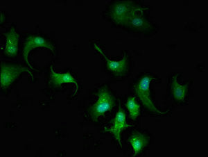 ARPC5L Antibody