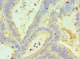GORASP1 Antibody