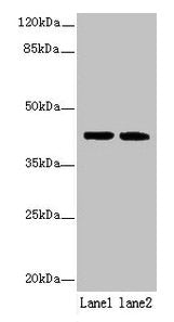 SDF4 Antibody