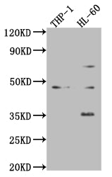 ZKSCAN3 Antibody
