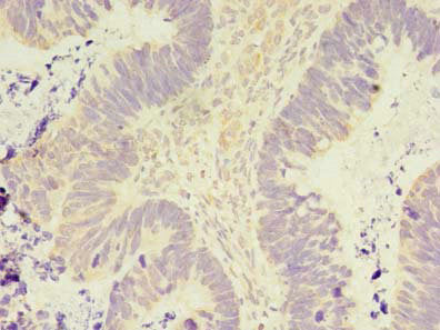PELO Antibody