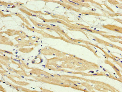 ABHD6 Antibody