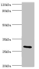 COLEC11 Antibody