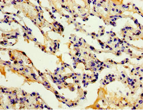 ADAM33 Antibody