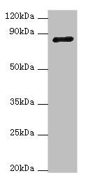 ADAM33 Antibody