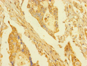 DPY30 Antibody