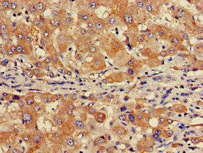 GABARAPL1 Antibody