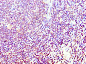 ATG10 Antibody