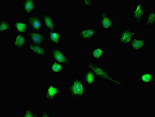 DHX36 Antibody