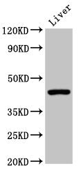 CLEC4M Antibody