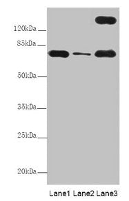TTC12 Antibody