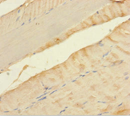 MLXIP Antibody