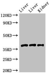 GNB4 Antibody
