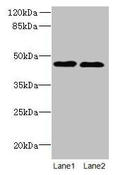 KCNK13 Antibody