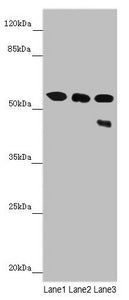 CYP3A43 Antibody