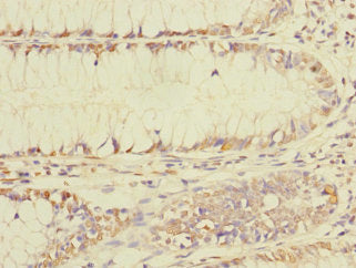 BEX1 Antibody