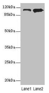 MOV10 Antibody
