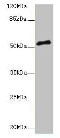 PLXNA4 Antibody