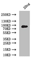 ERVK-5 Antibody