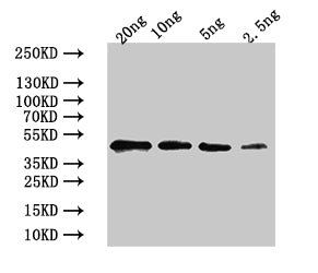 GASA14 Antibody