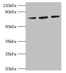 HSPA6 Antibody