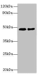 AARSD1 Antibody