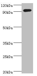SEMA4C Antibody