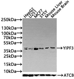 YIPF3 Antibody