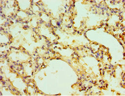 EGLN1 Antibody