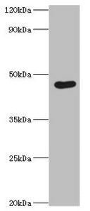 EGLN1 Antibody