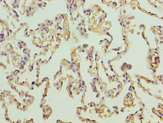 PRDM14 Antibody
