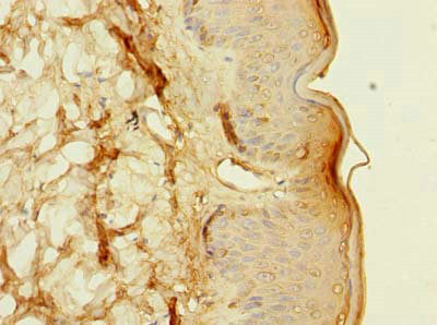 FXYD6 Antibody
