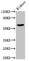ACBD3 Antibody