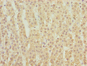 MFSD1 Antibody