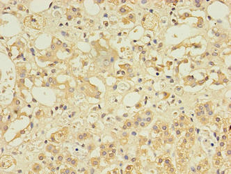CCDC134 Antibody