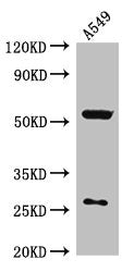 CIAO3 Antibody