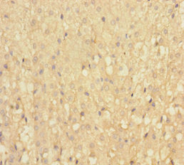 IFT22 Antibody