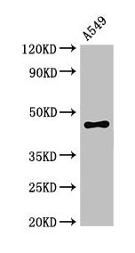 PHAX Antibody