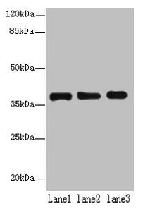 MRPL44 Antibody
