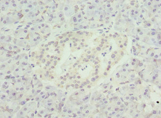 NMNAT1 Antibody