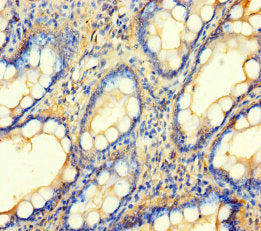 BCO1 Antibody