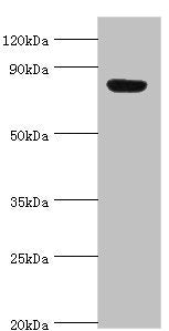 ARNT2 Antibody