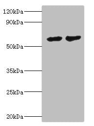 CYP4F12 Antibody
