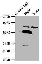 Bag3 Antibody
